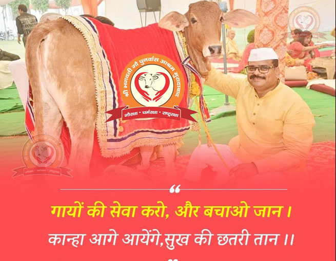 Shelter place of elderly, sick and accidental cow