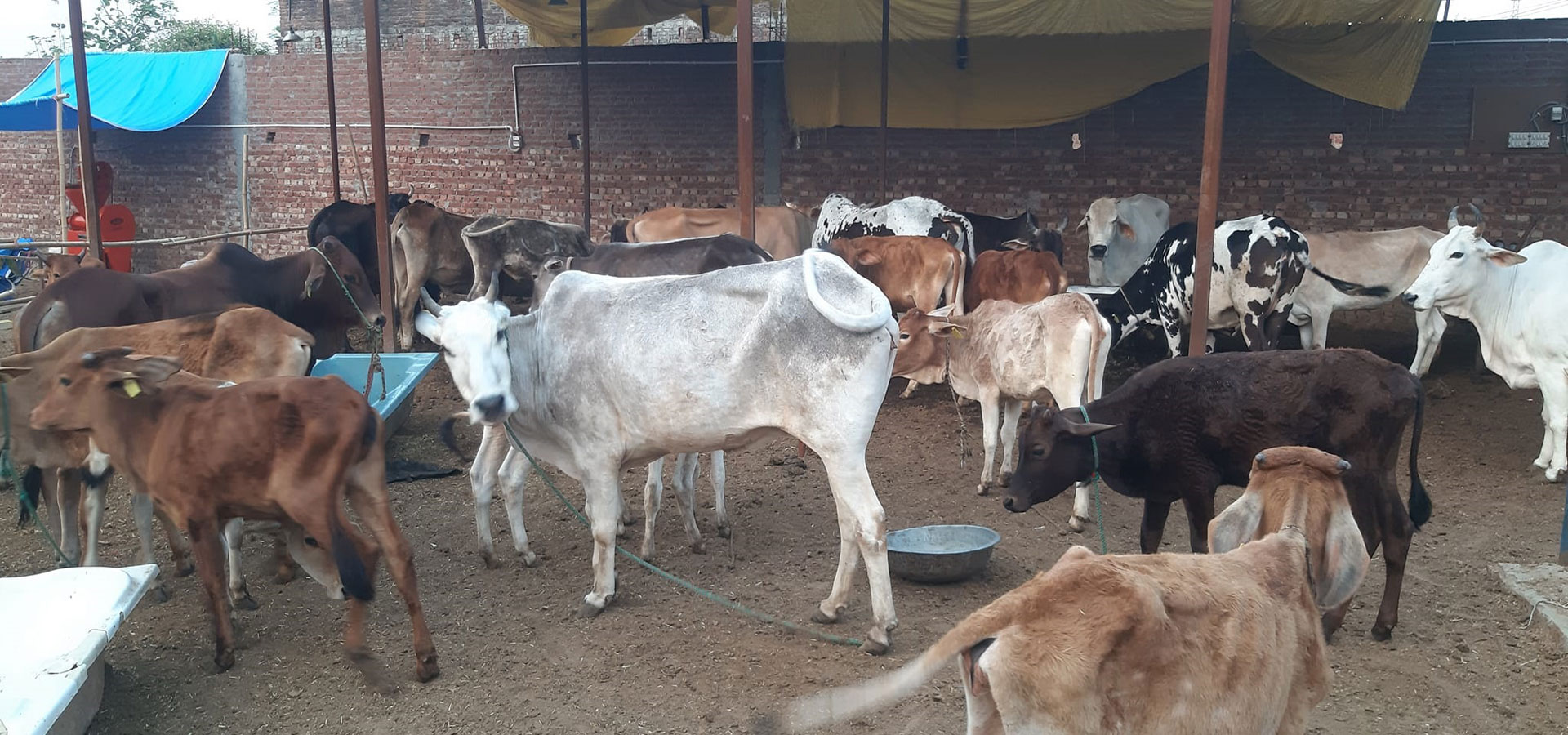 Rescue abandoned, injured, or accident-prone cows in Uttar pradesh