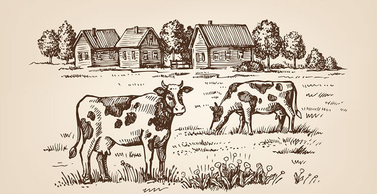 Rescue and Rehabilitation of a cow