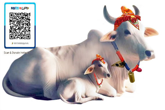 Gau Daan is a spiritual activity