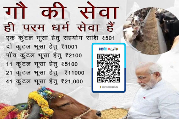 Premium quality Bhusa cow feed